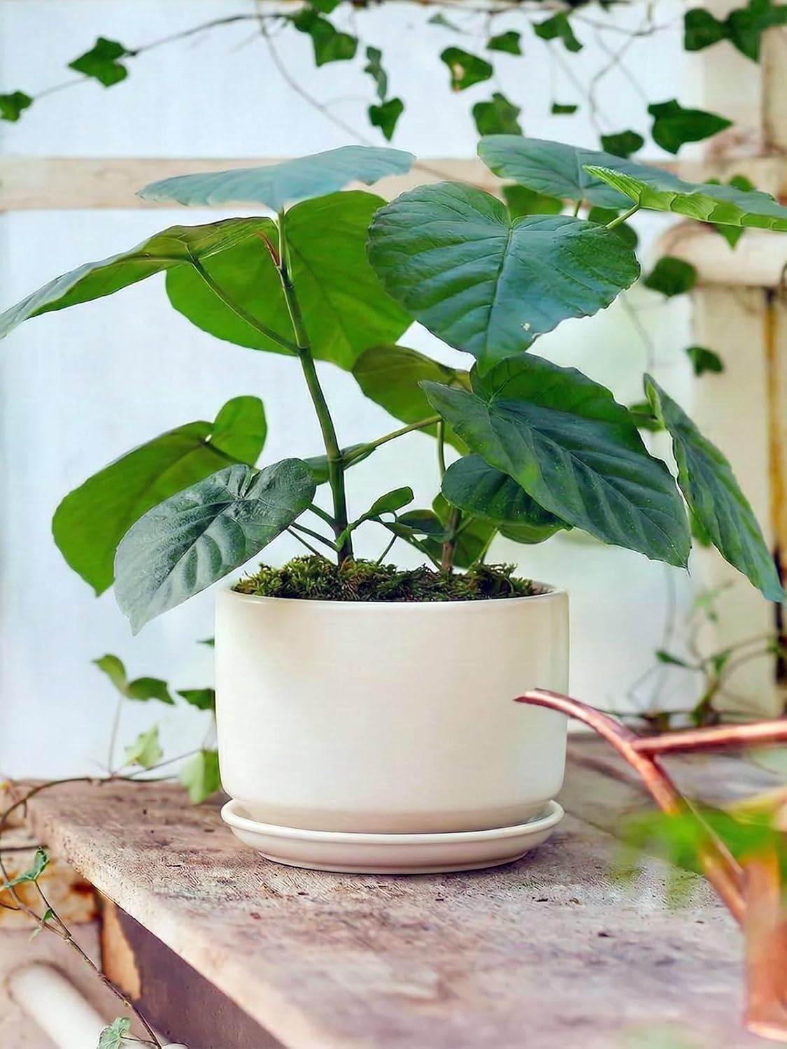 Ceramic Planter with Drainage Hole and Saucer for Indoor Decor - Image 2