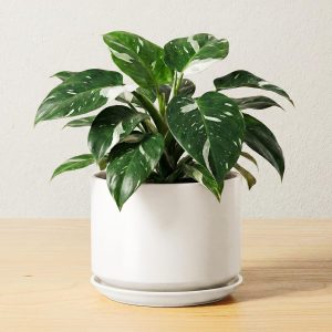 Ceramic Planter with Drainage Hole and Saucer for Indoor Decor